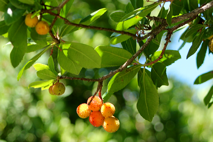 Strawberry Tree