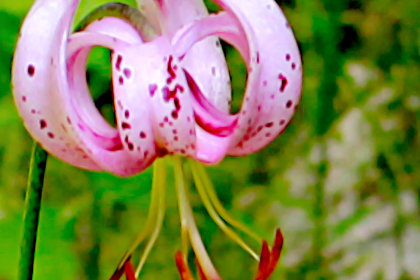 Lilium martagon