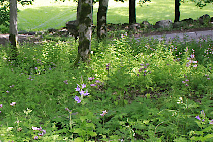 The Kaali Meteorite Crater_Campanula ssp.