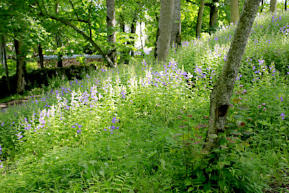 The Kaali Meteorite Crater_Campanula ssp.