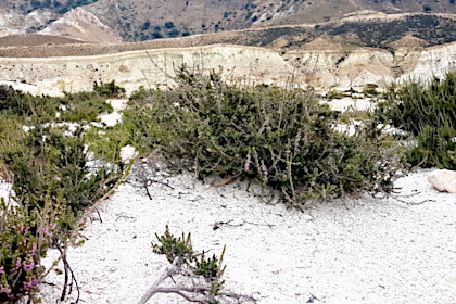 Calluna vulgaris